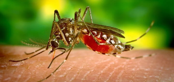 Interesting Facts About Mosquitoes That You Probably Didn't Know