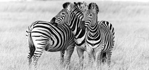 7-fun-facts-about-zebras