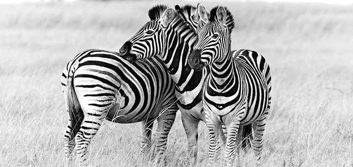 Why do zebras have stripes on their body? जेब्रा के शरीर पर धारियां क्यों होती हैं?