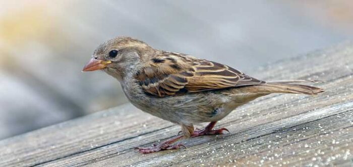 sparrow-facts-about-sparrow-passnownow