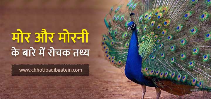 मोर और मोरनी के बारे में रोचक तथ्य - Interesting facts about peacock and peahen
