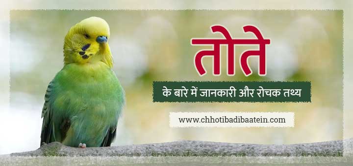 तोते के बारे में रोचक तथ्य - Parrots: Interesting facts in Hindi