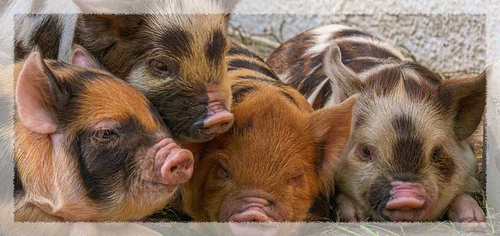 Interesting facts about pigs - सूअरों के बारे में रोचक तथ्य