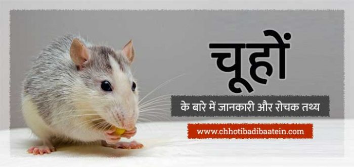 rats-interesting-facts-in-hindi