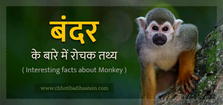 Interesting facts about Monkey - बंदर के बारे में रोचक तथ्य