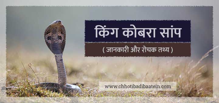 किंग कोबरा सांप के बारे में हिंदी में जानकारी और रोचक तथ्य - Information and interesting facts about King Cobra Snake in Hindi