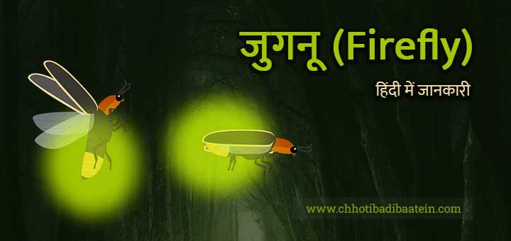 जुगनू के बारे में हिंदी में जानकारी - Firefly information in Hindi