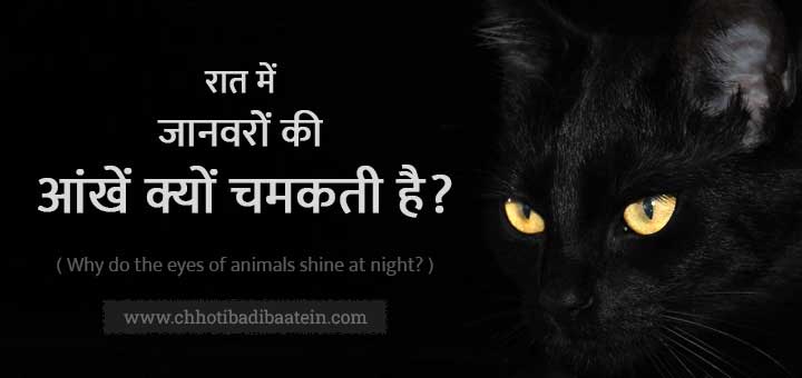 रात में जानवरों की आंखें क्यों चमकती है? Why animals eyes shine at night?