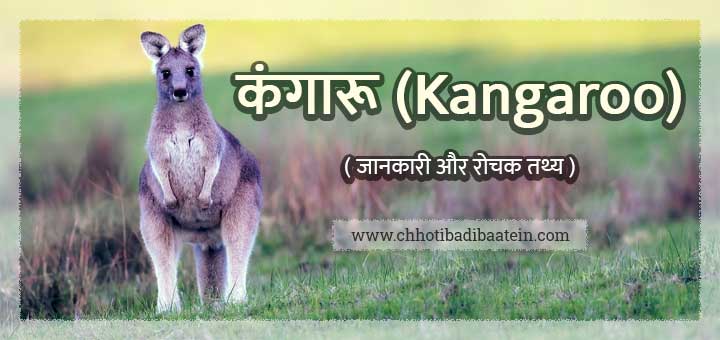 कंगारू के बारे में हिंदी में जानकारी और रोचक तथ्य - Kangaroo in Hindi