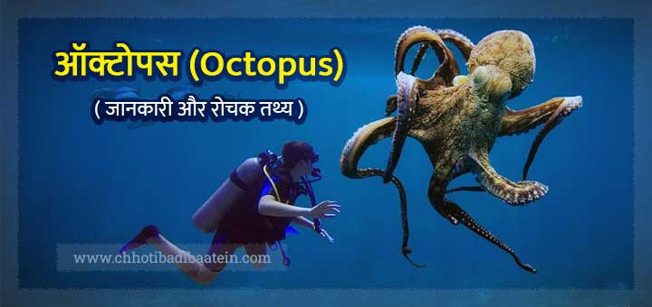 octopus-in-hindi