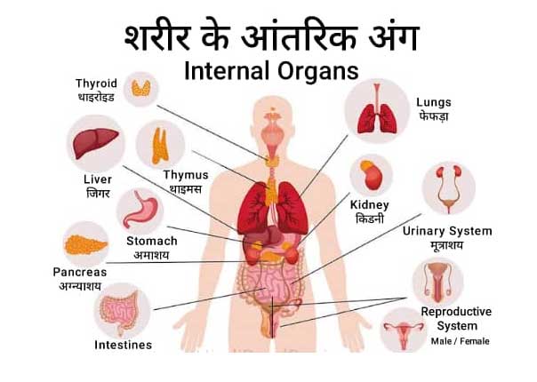 Human body parts name in Hindi and English and their functions with picture
