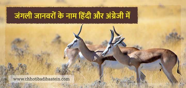 जंगली जानवरों के नाम हिंदी और अंग्रेजी में - Wild Animal Names In Hindi And English