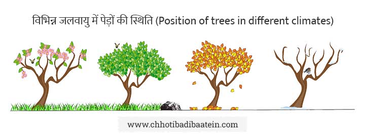 100+ पेड़ों के नाम हिंदी और अंग्रेजी में - Trees Names In Hindi And English