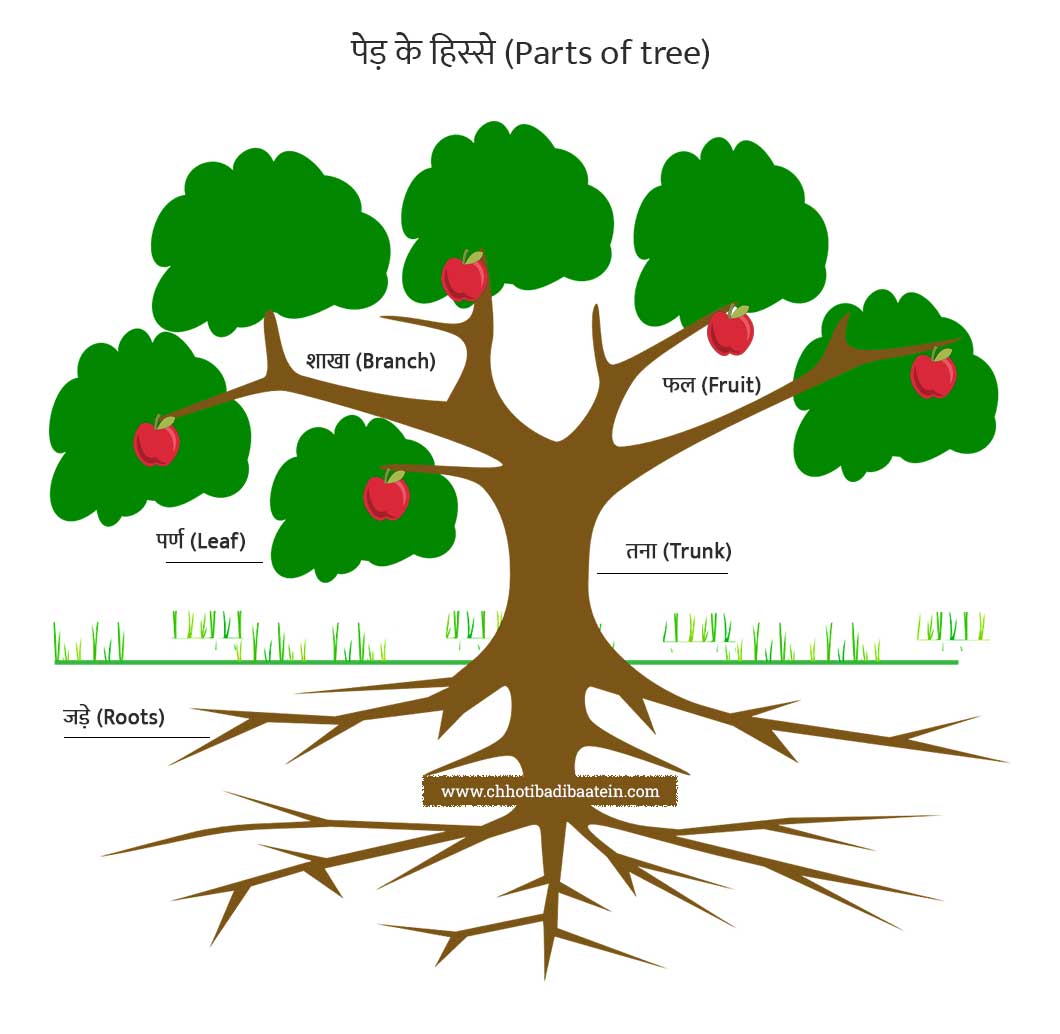 100+ पेड़ों के नाम हिंदी और अंग्रेजी में - Trees Names In Hindi And English