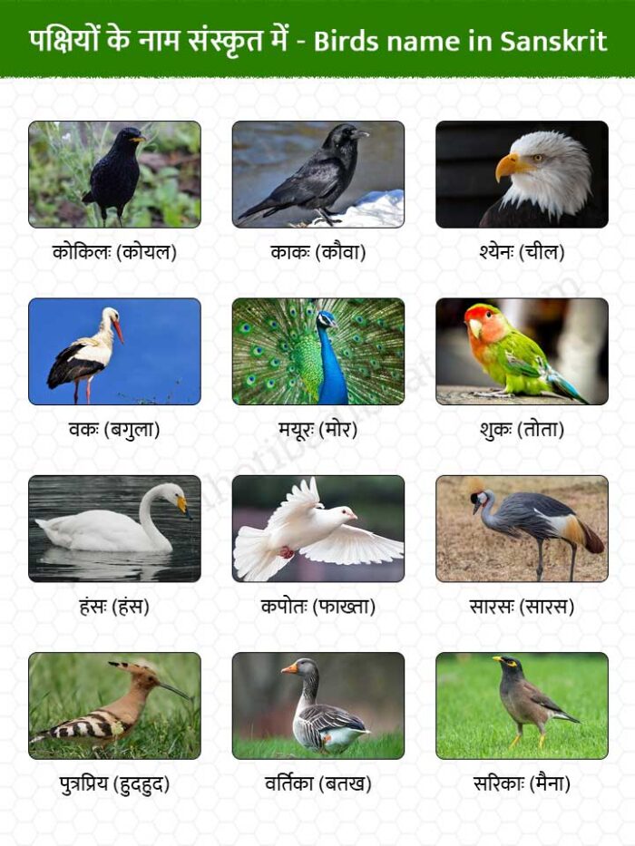 Write Five Birds Name In Sanskrit